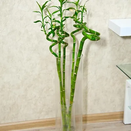 Arcadia Relax Apartment Odesa
